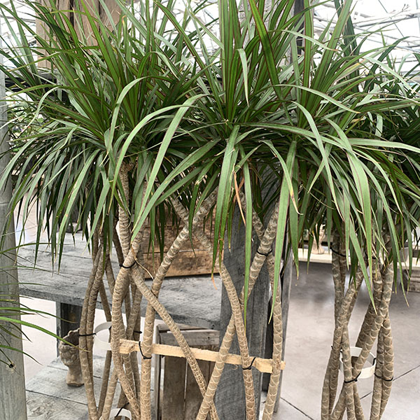 DRACAENA MARGINATA FLATWEAVE 10"