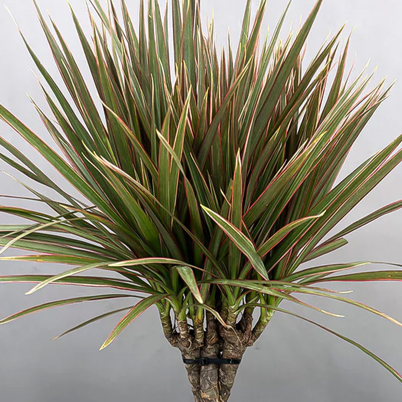 DRACAENA BICOLOR BRAID 6"