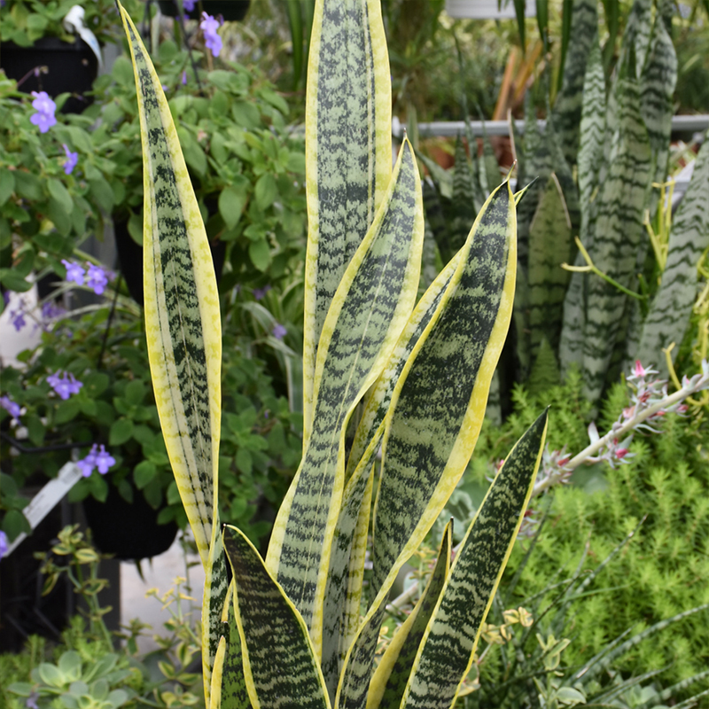 SANSEVIERIA LAURENTII 6"