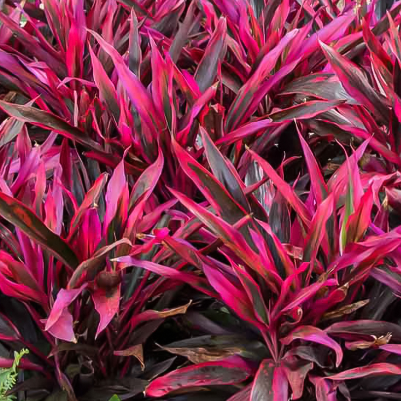 CORDYLINE RED HOT CHILI PEPP 10"