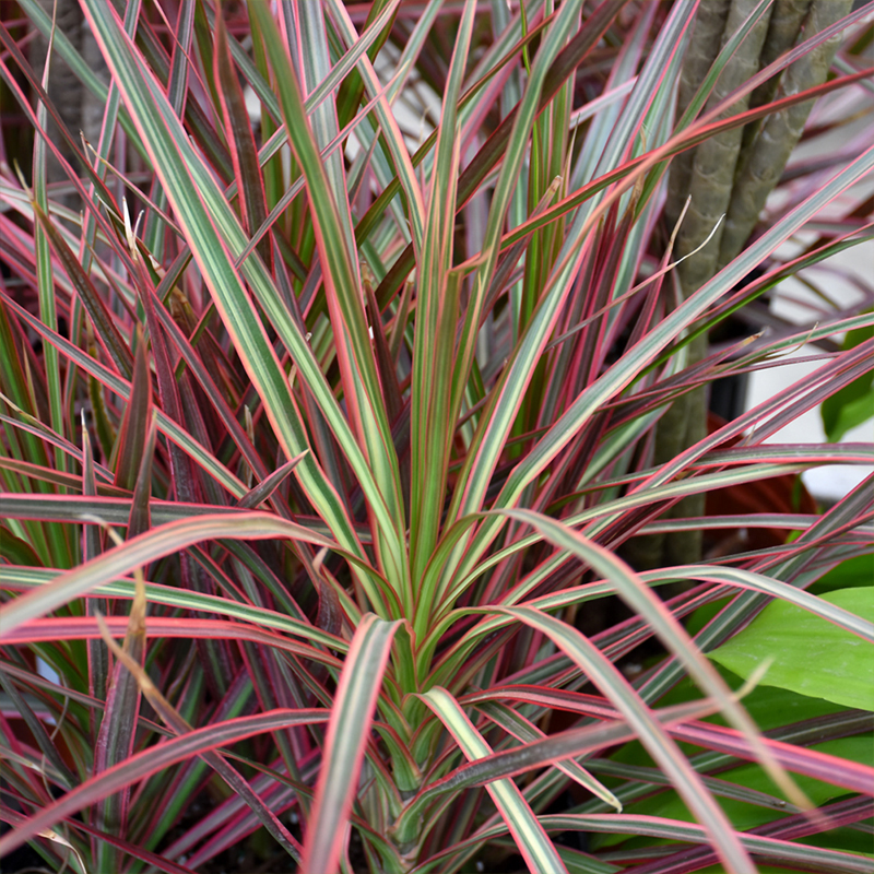 DRACAENA COLORAMA 6"