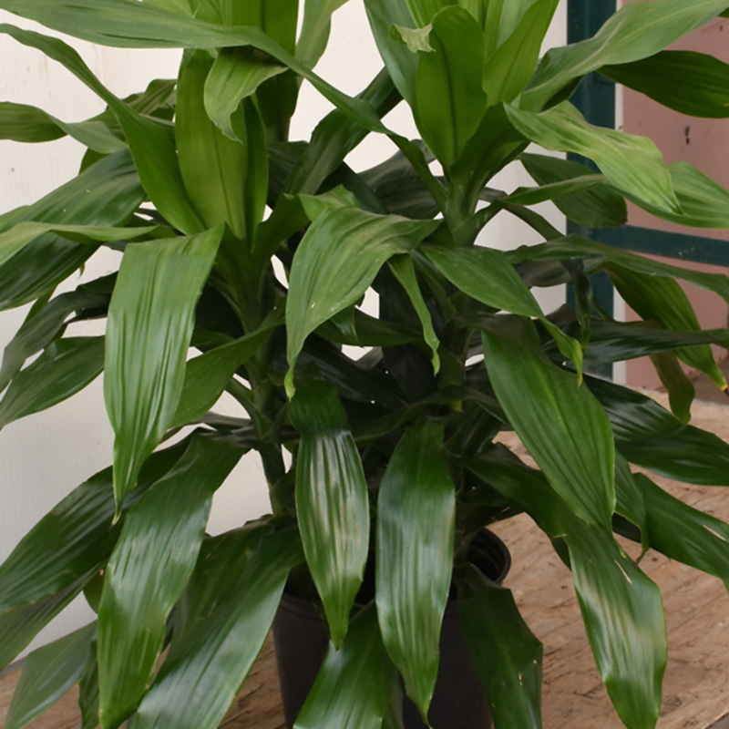 DRACAENA JANET CRAIG 14"
