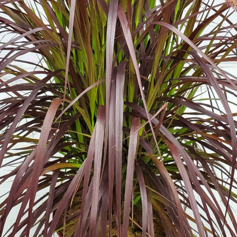 RED FOUNTAIN GRASS 10"