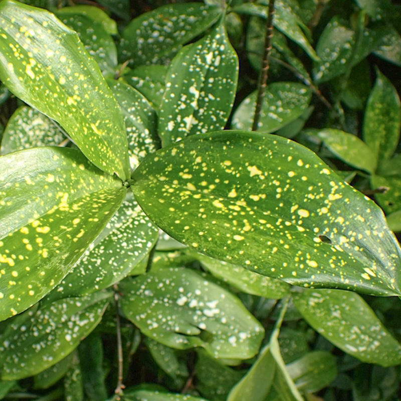 DRACAENA GOLD DUST 6"