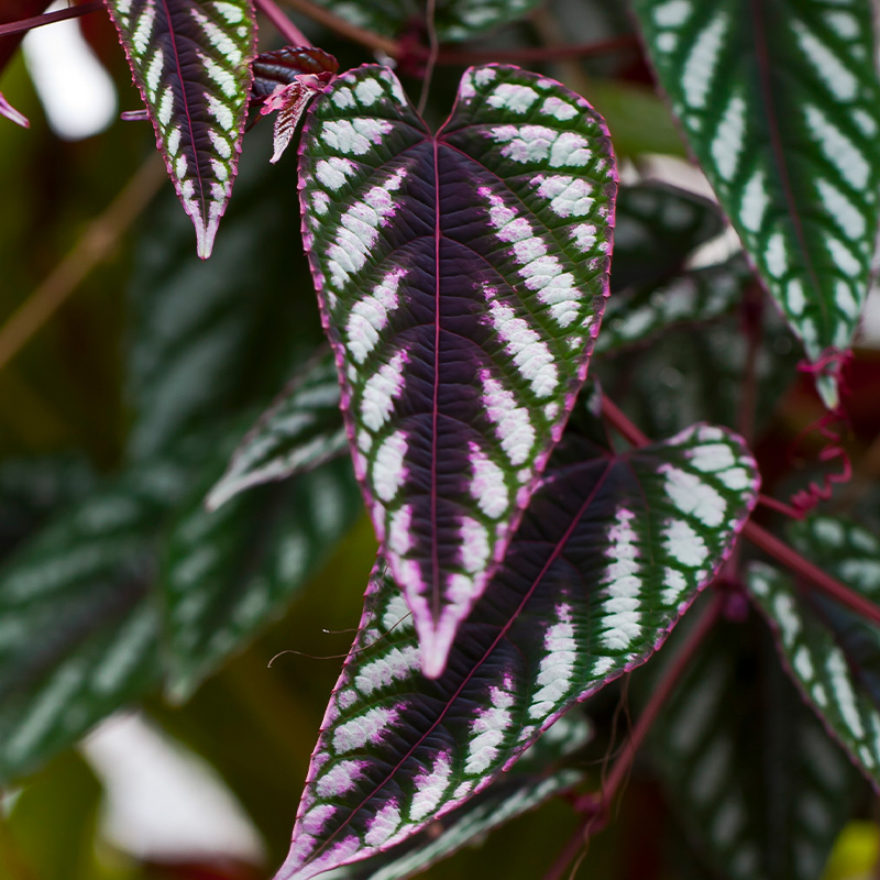 HB CISSUS DISCOLOR 8"