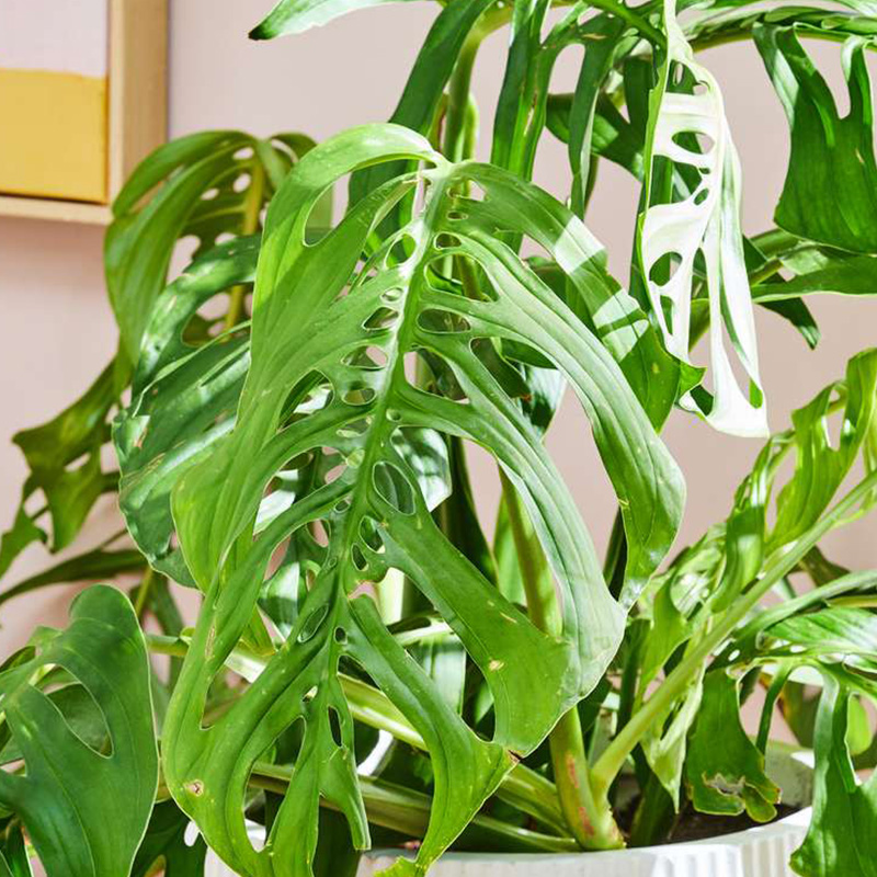 MONSTERA ESQUELETO 10"