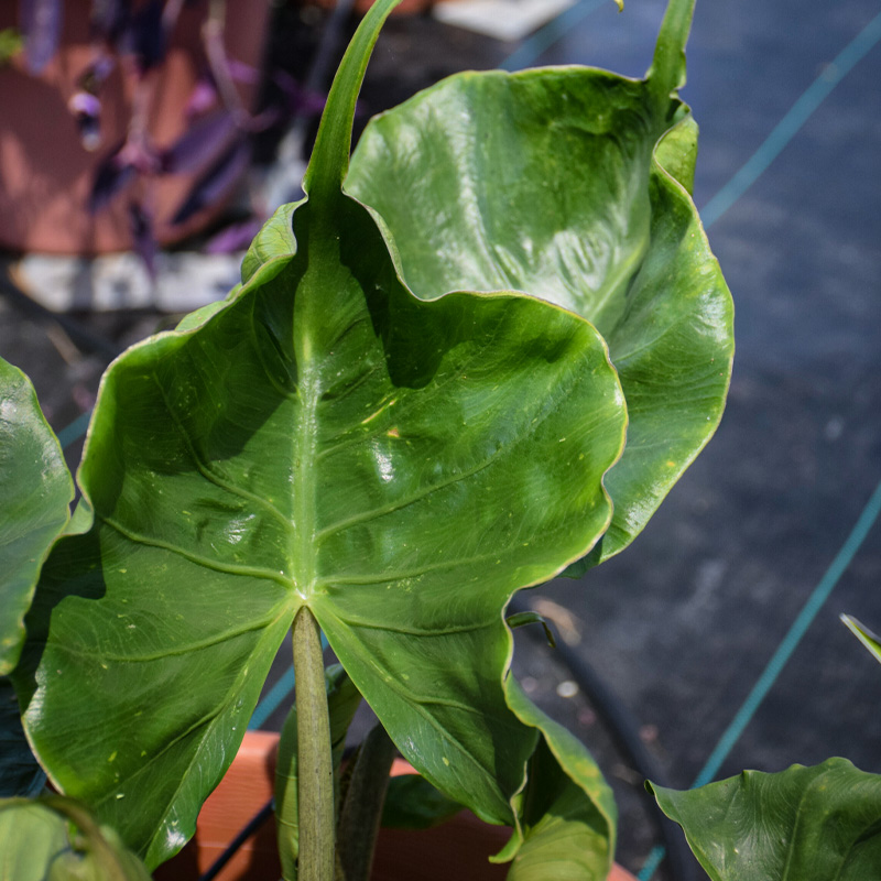 ALOCASIA STINGRAY 4"