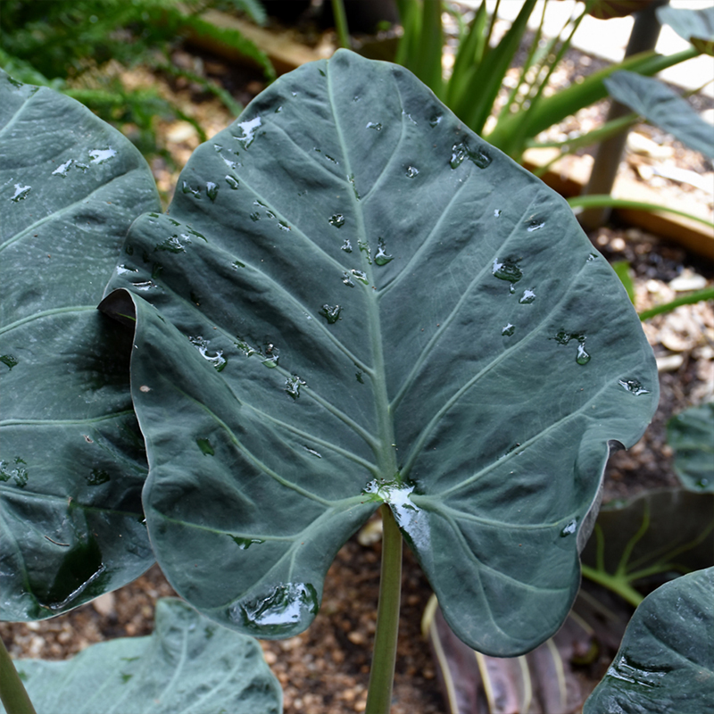ALOCASIA REGAL SHIELD 4"