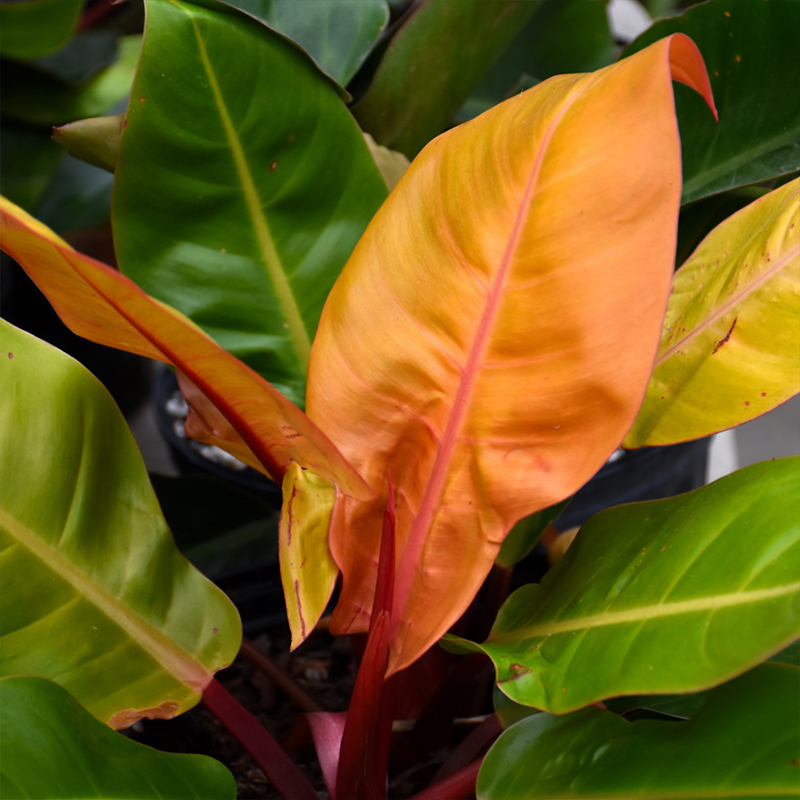 PHILODENDRON PRINCE ORANGE 8"