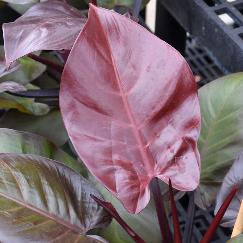 PHILODENDRON MCCOLLEY FINALE 10"