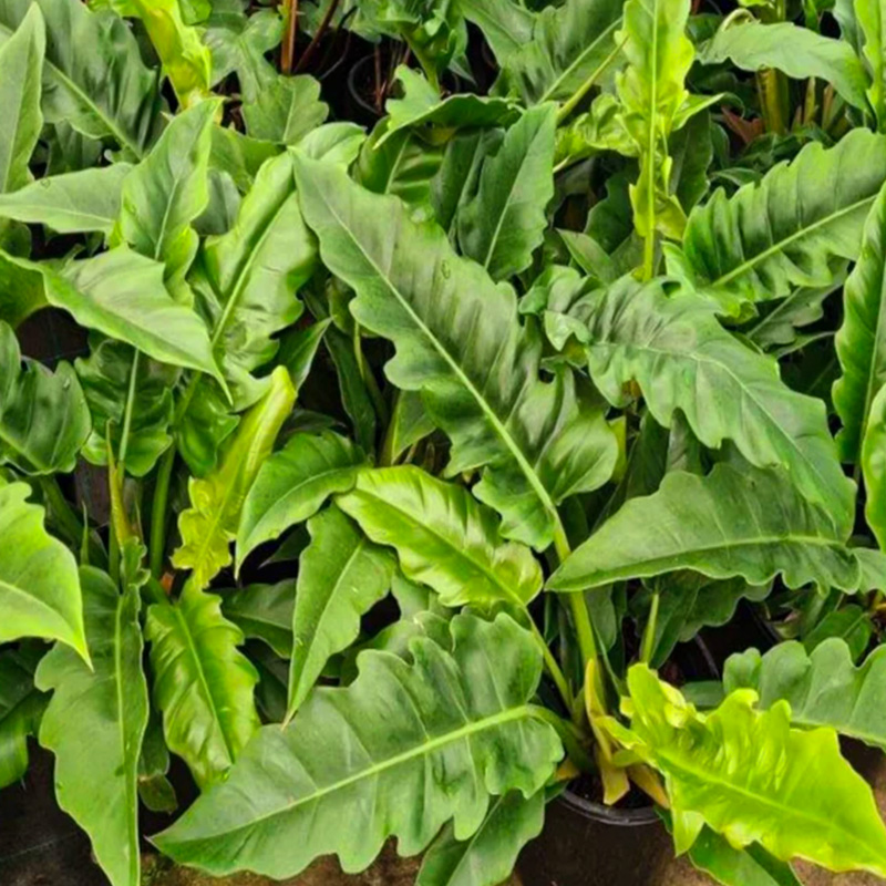 PHILODENDRON NARROW 9"