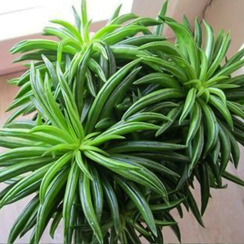 PEPEROMIA HAPPYBEAN 4"