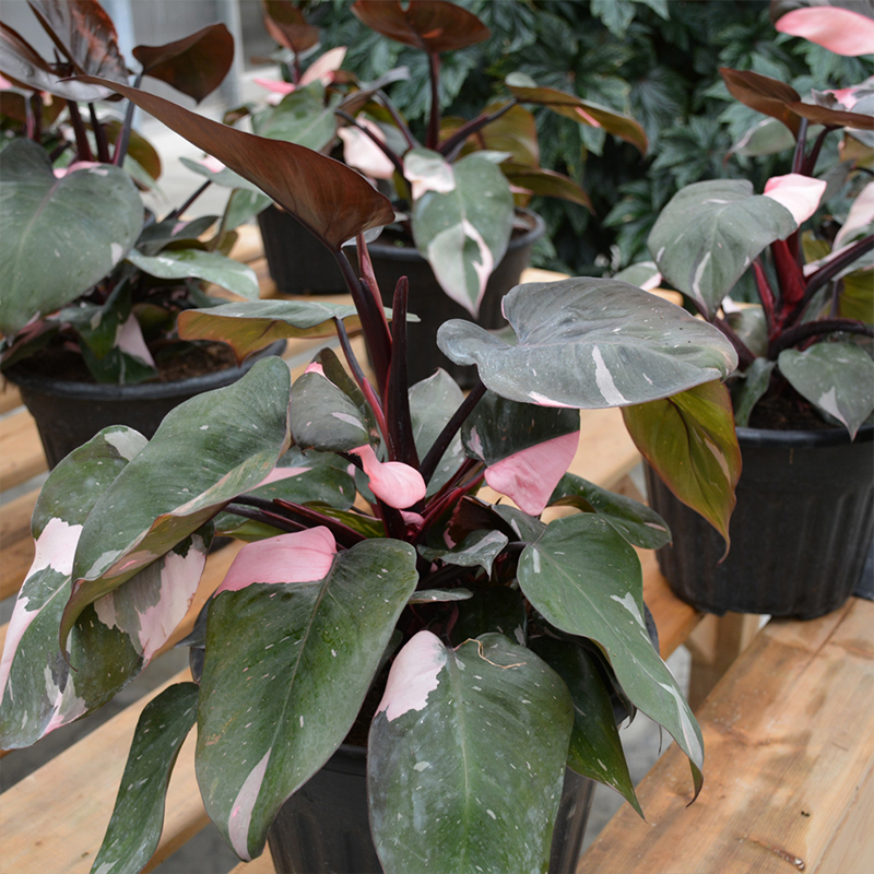 PHILODENDRON PINK PRINCESS 4"