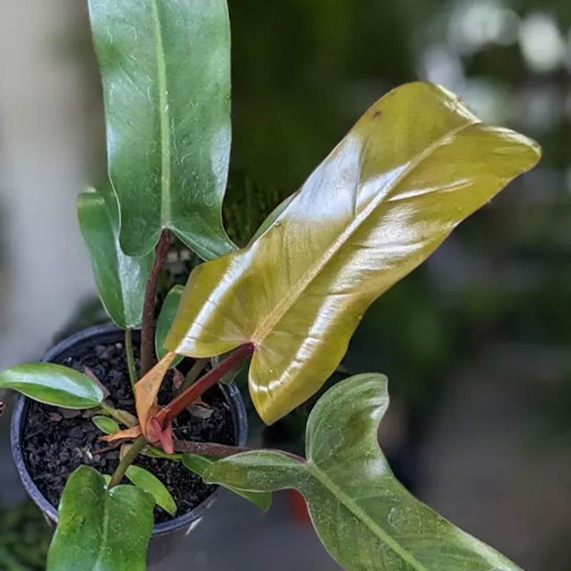 PHILODENDRON SAYAKA 4"
