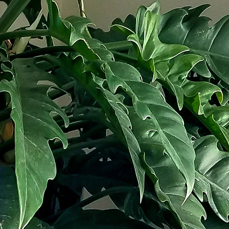 PHILODENDRON NARROW 4.5"