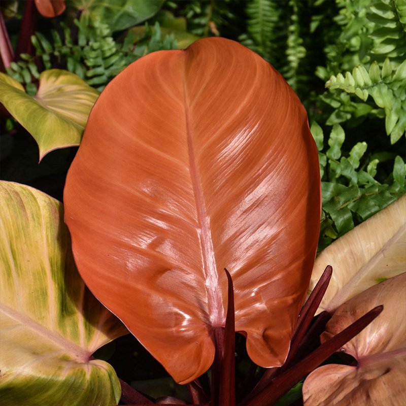 PHILODENDRON MCCOLLEYS FIN 4.5"