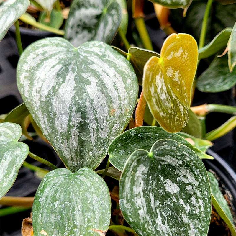 PHILODENDRON BRANDTIANUM 4.5"