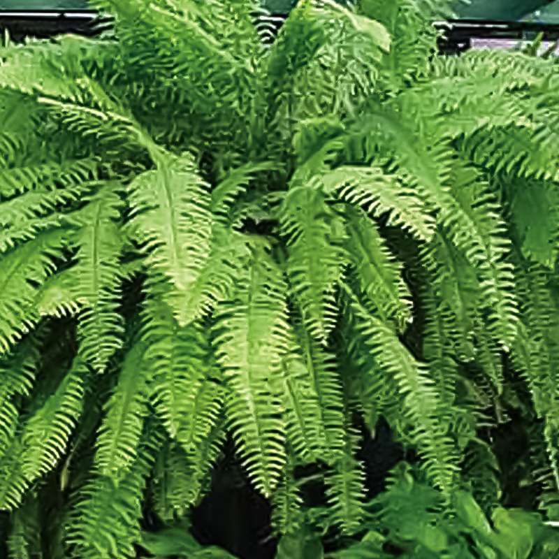 FERN EMERALD VASE 4.5"