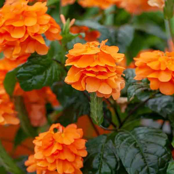 CROSSANDRA 4.5"