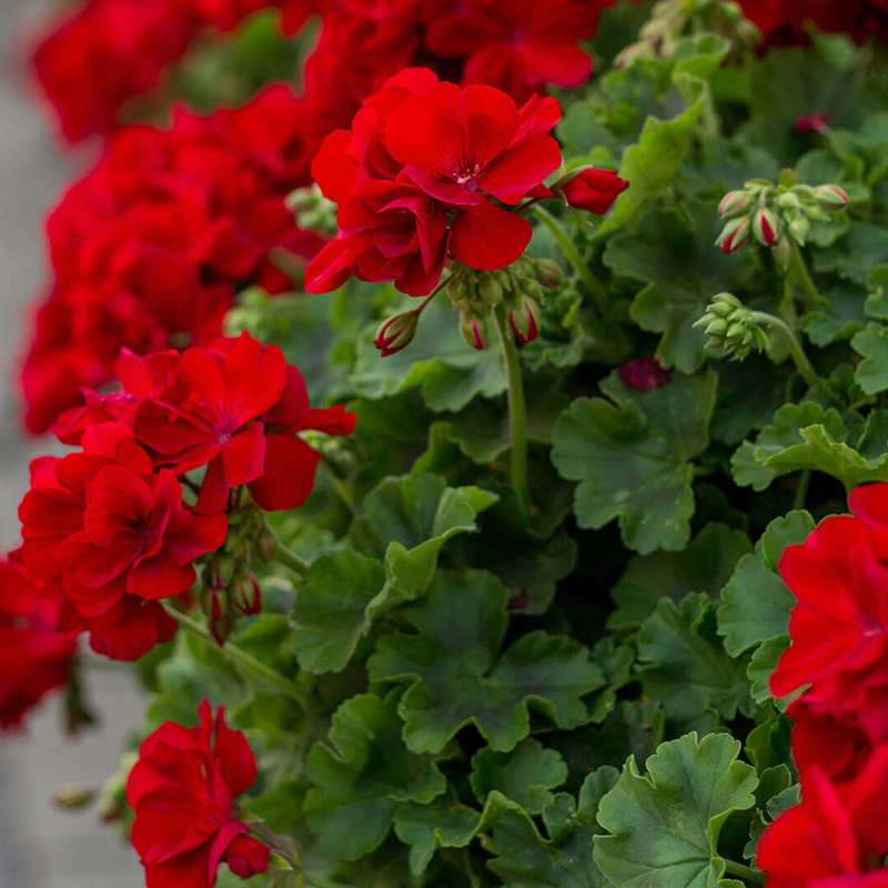 PELARGONIUM STANDARD 6" CLAY