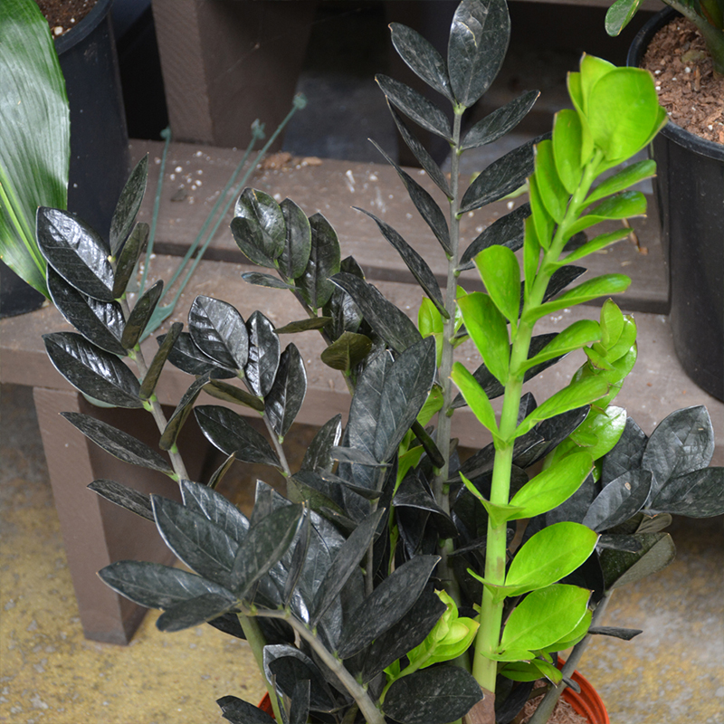 ZZ PLANT RAVEN 8"