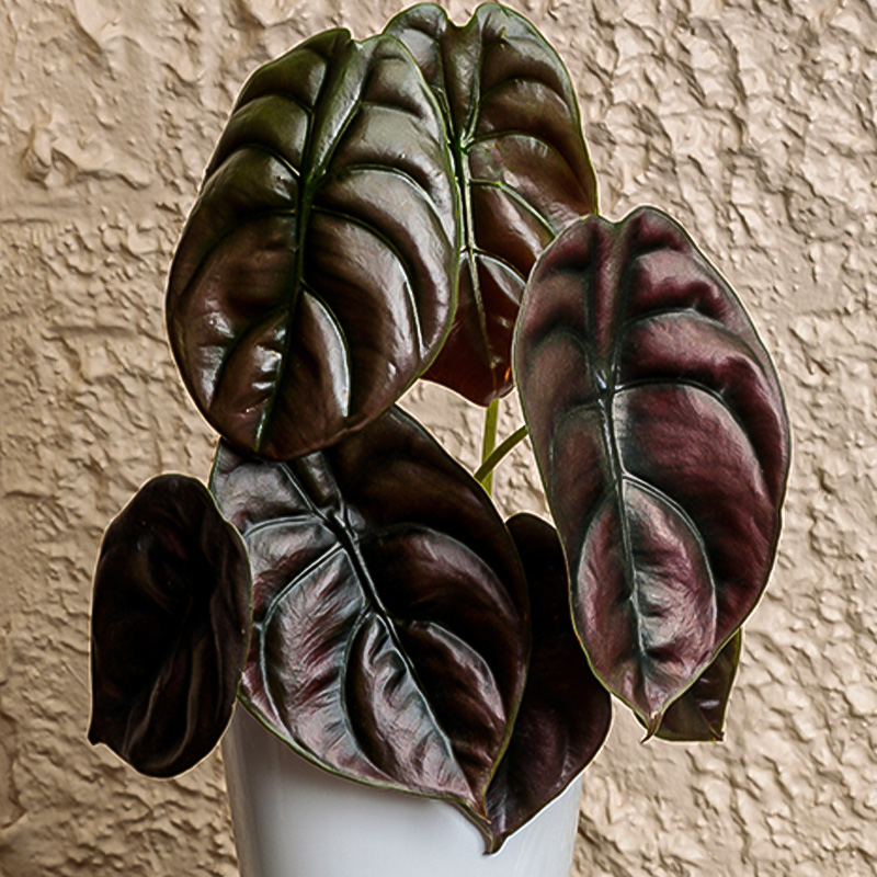 ALOCASIA CUPREA RED 4"