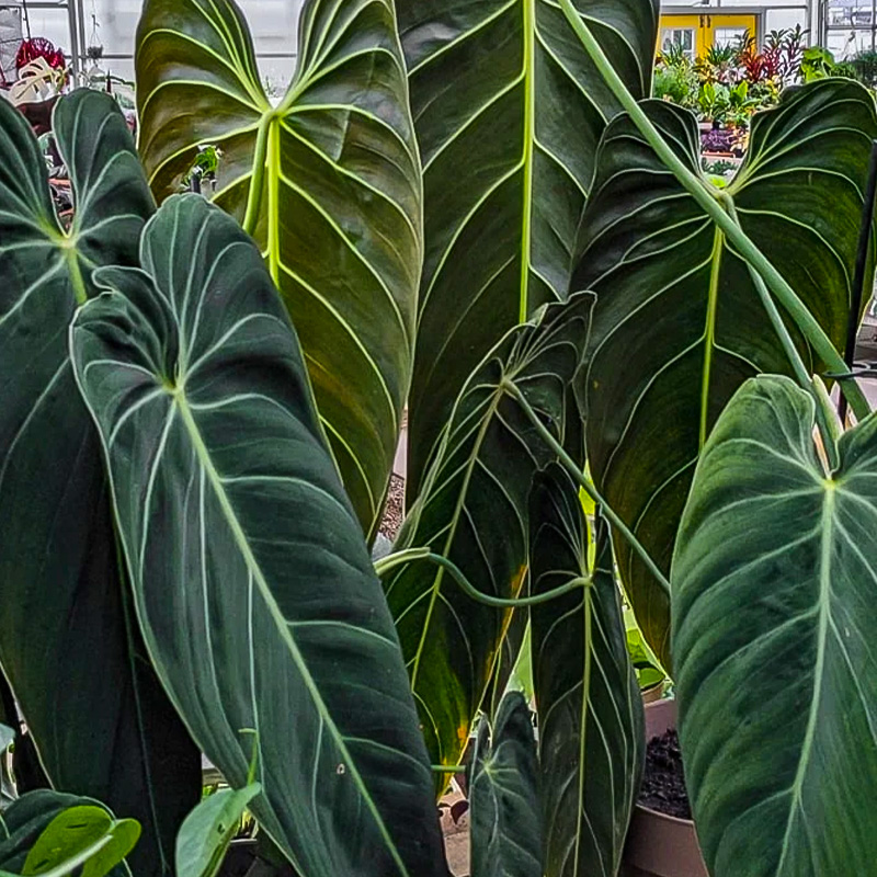 PHILODENDRON MELANOCRYSUM 4"