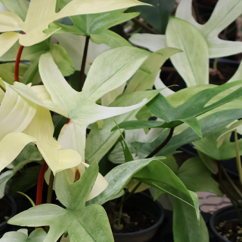 PHILODENDRON GHOST MINT 4"