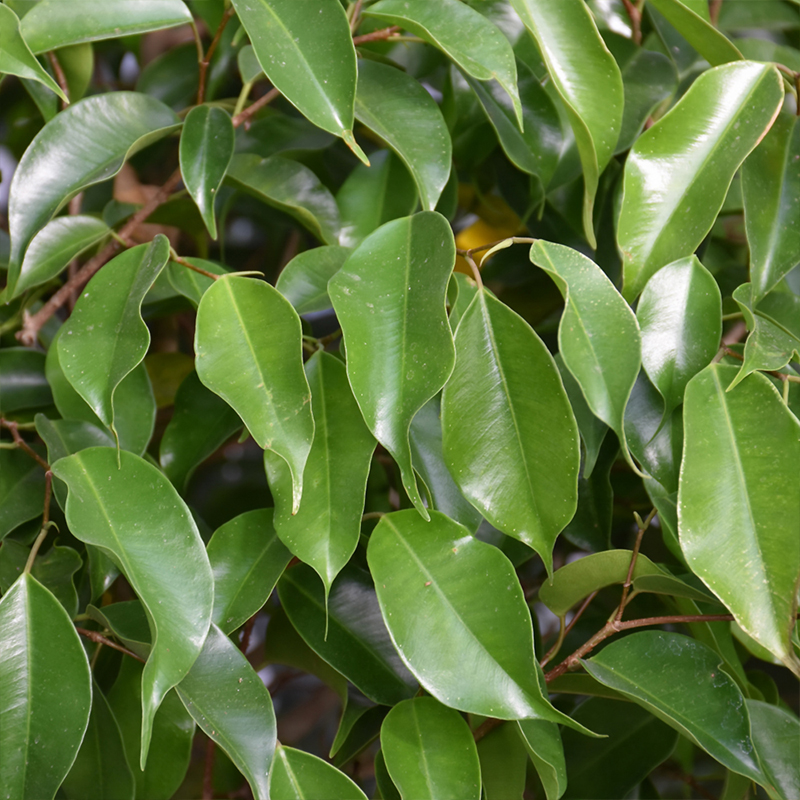 FICUS BENJAMINA STD 17"