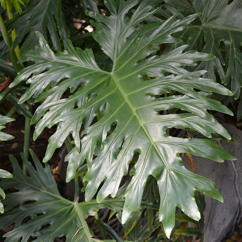 PHILODENDRON SELLOUM 10"