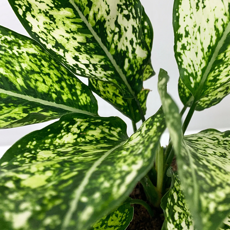 AGLAONEMA WINTERY WINEHOUSE 6"
