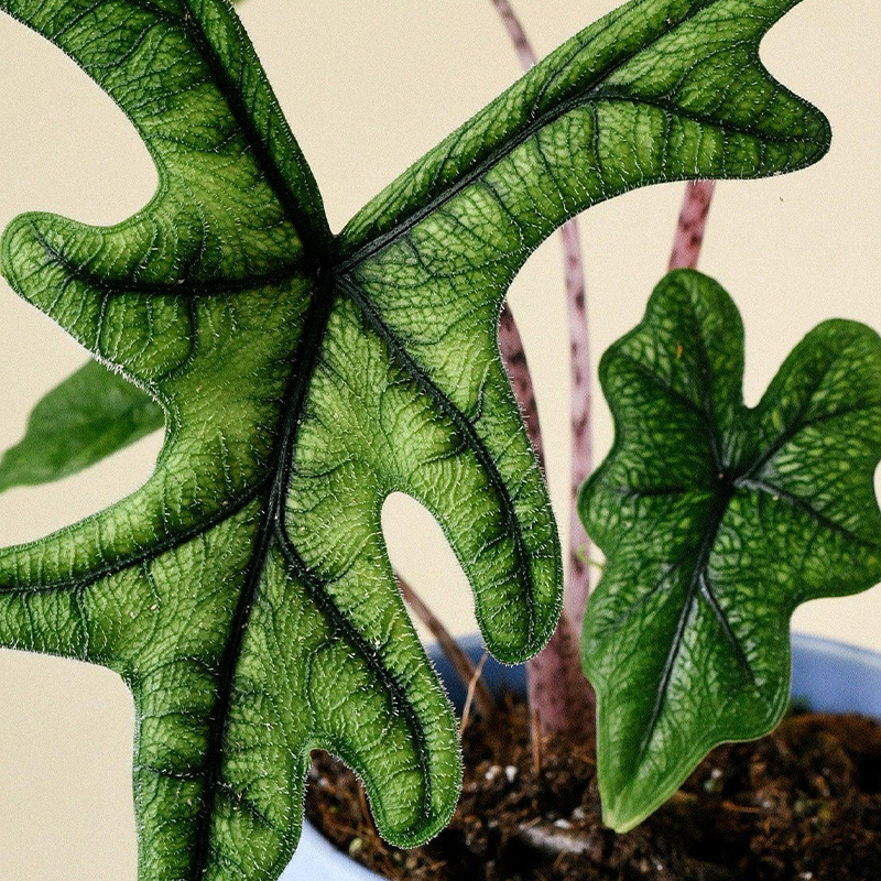 ALOCASIA JACKLYN 4"