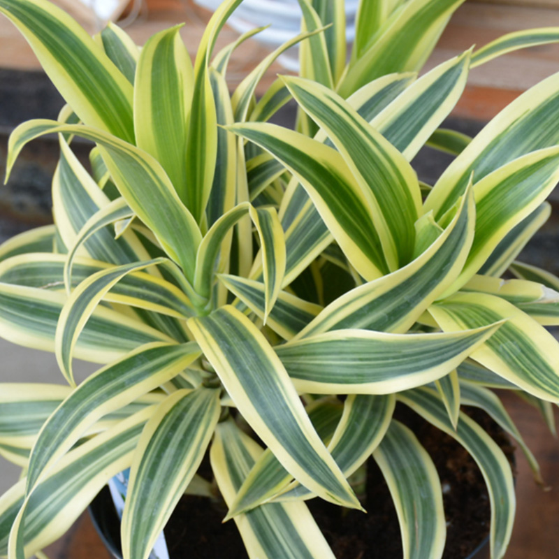 DRACAENA REFLEXA 17"