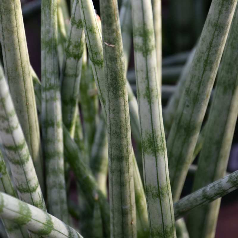 SANSEVIERIA CYLINDRICAL  6"