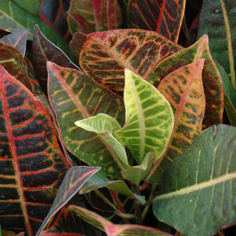CROTON STANDARD 10"
