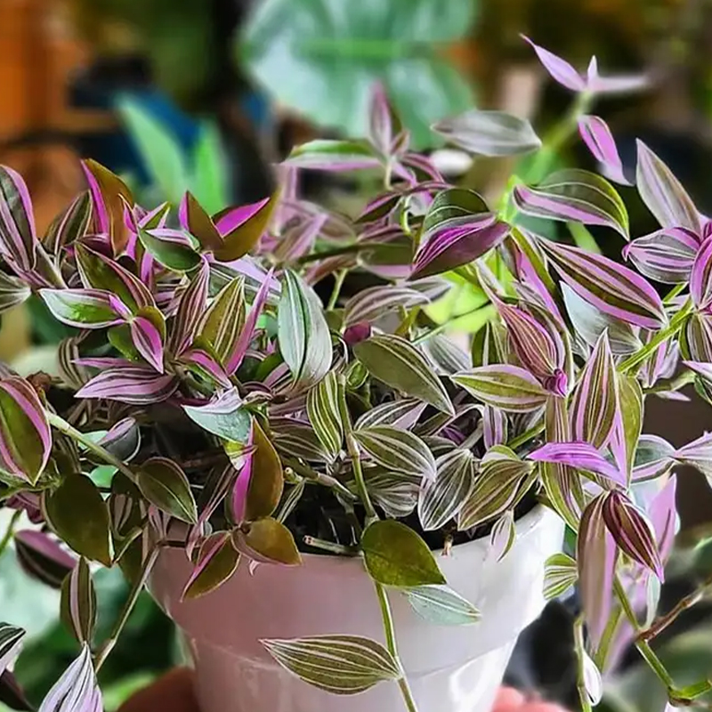 TRADESCANTIA 2.5"