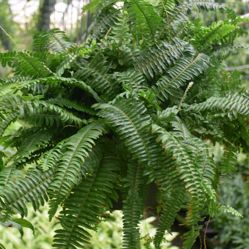 FERN JESTERS CROWN HB 10"