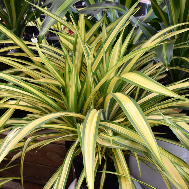 PANDANUS VARIEGATED 10"