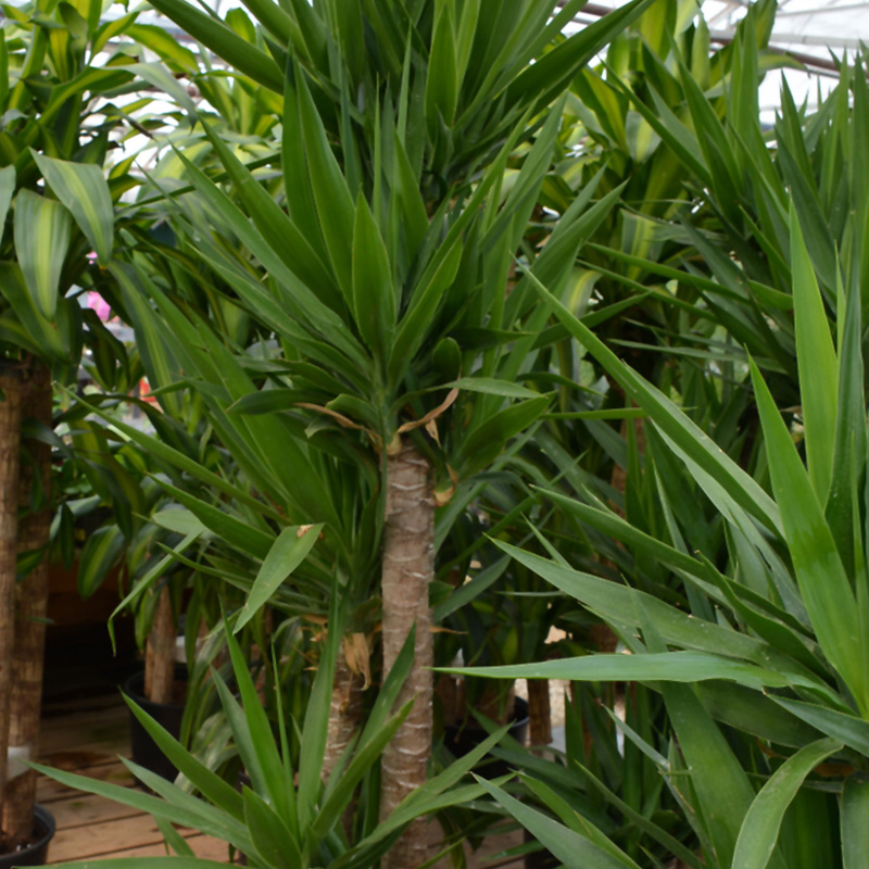 YUCCA CANE SINGLE 10"