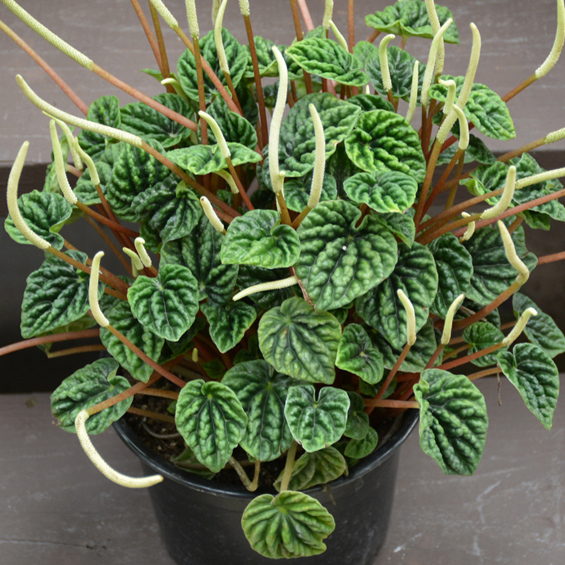 PEPEROMIA RIPPLE 6"