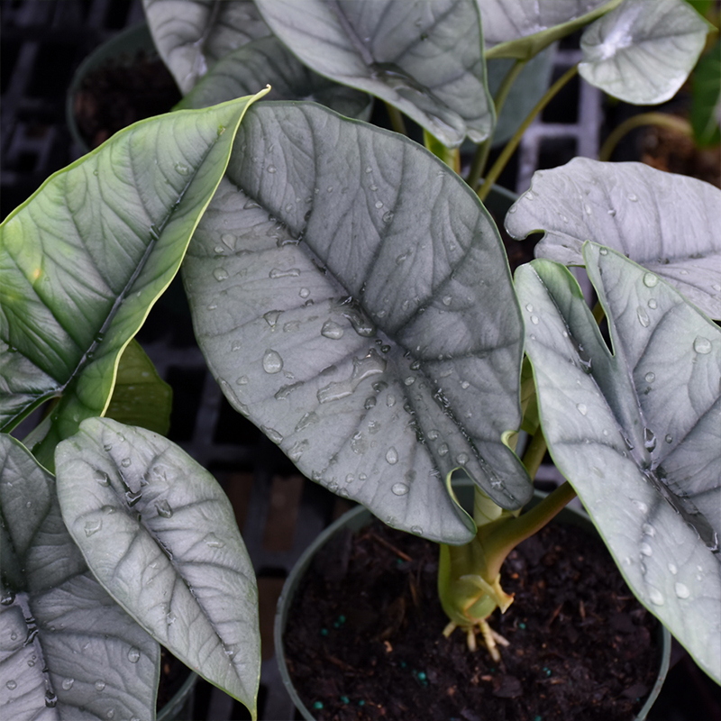 ALOCASIA REGINAE 6"