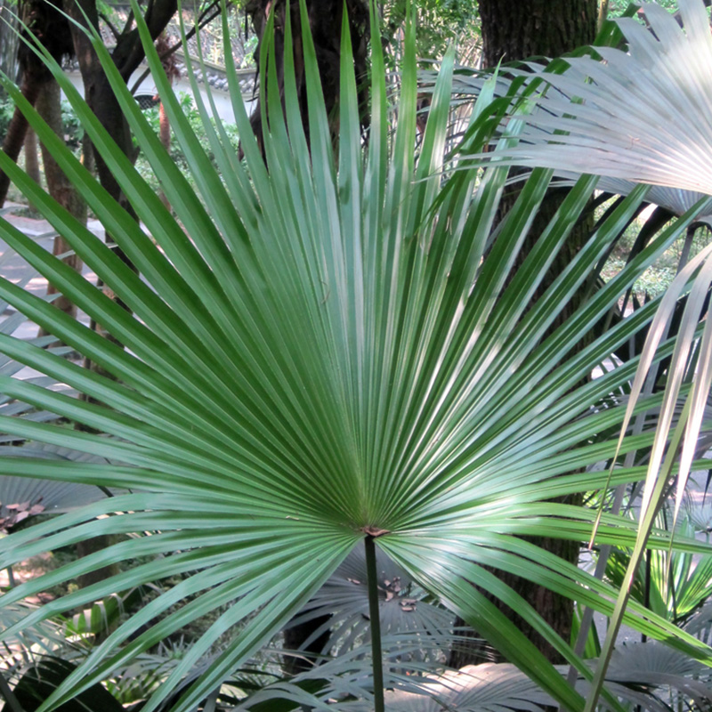 PALM CHINESE FAN 21"