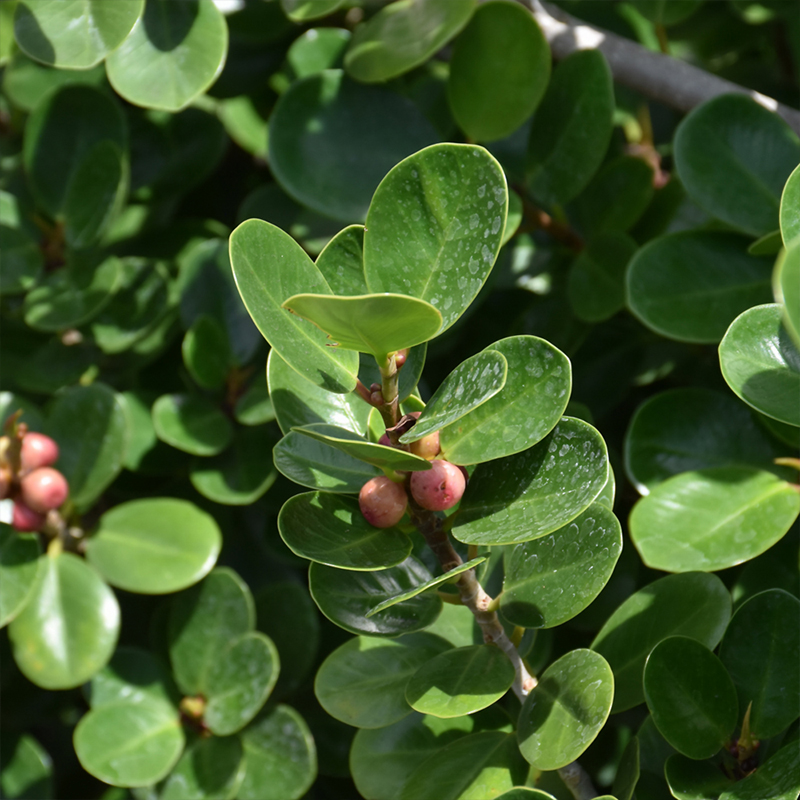 FICUS GREEN ISLAND BUSH 10"