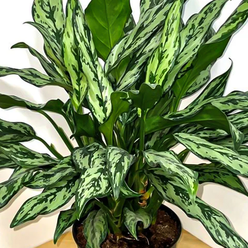 AGLAONEMA JULIETTE 6"