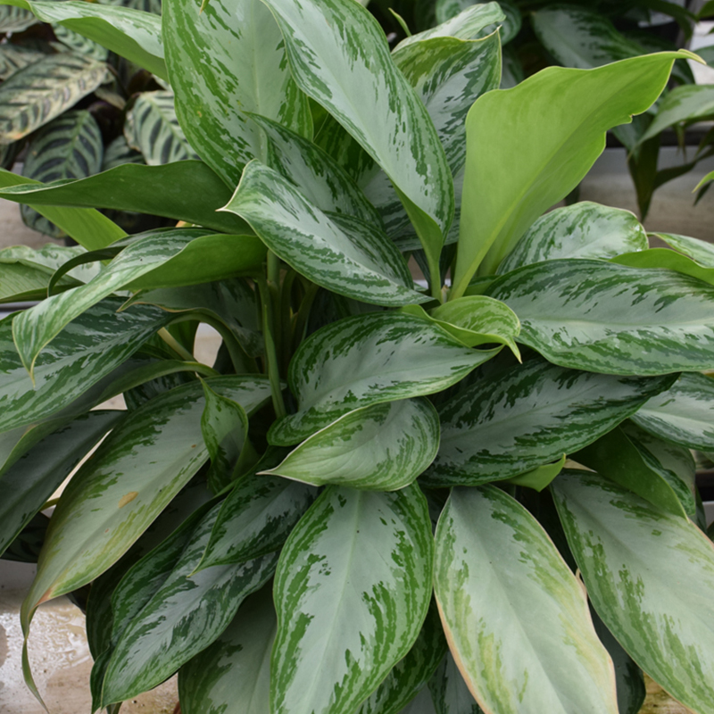 AGLAONEMA MOONLIGHT BAY 10"