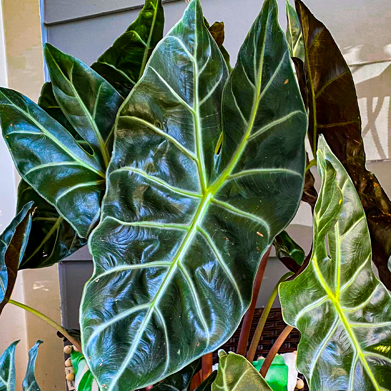 ALOCASIA MOROCCO 4"