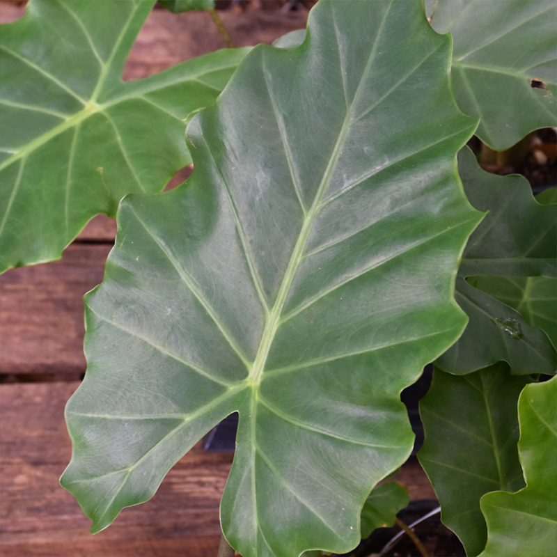 ALOCASIA PORTORA 10"