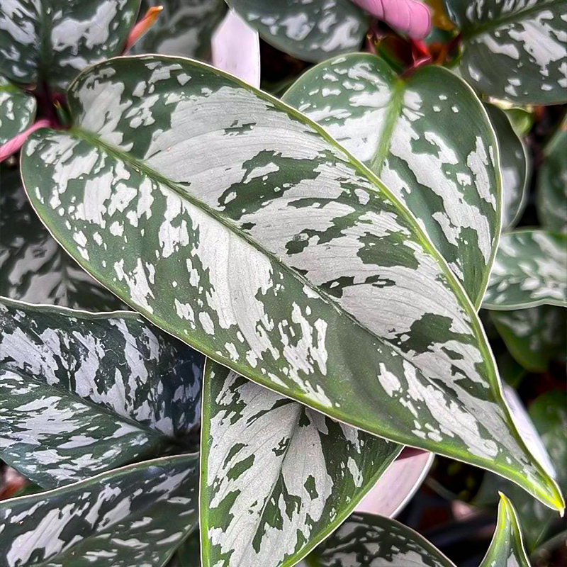 APOBALLIS LAVALLAEI 6"