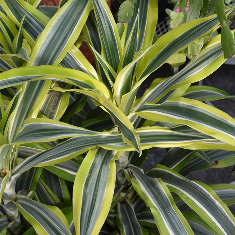 DRACAENA LEMON SURPRISE 6"