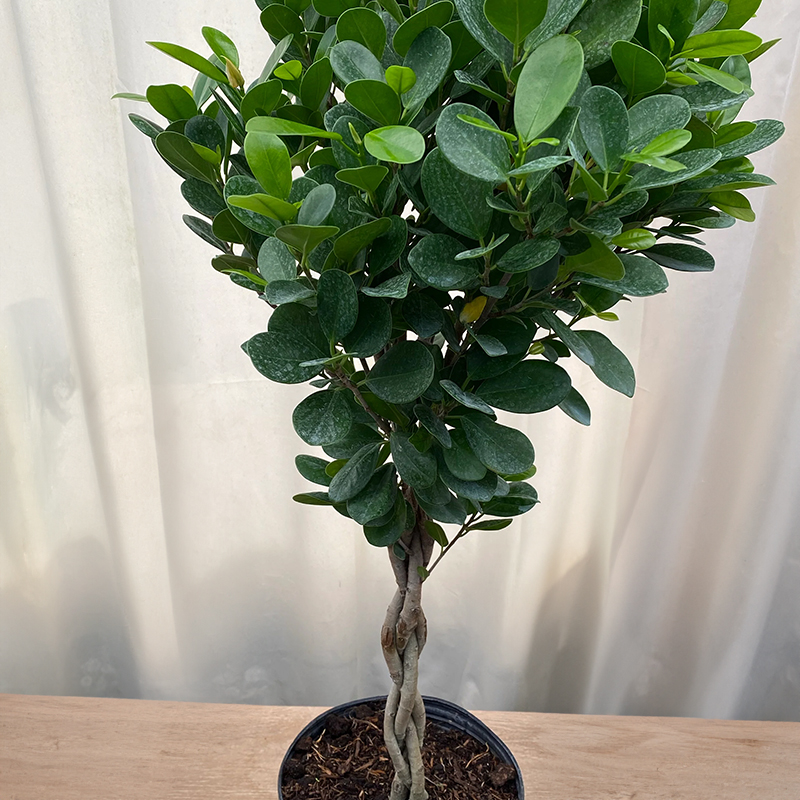 FICUS DANIELLA BRAID 12"